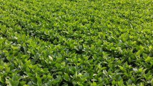 Aprosoja MT celebra saída de tradings agrícolas da Moratória da Soja