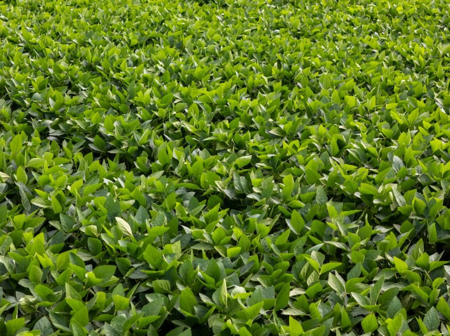 Aprosoja MT celebra saída de tradings agrícolas da Moratória da Soja