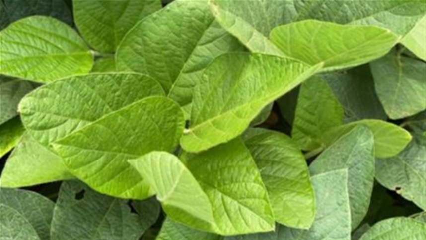 O desempenho argentino foi favorecido pelos desdobramentos da disputa comercial