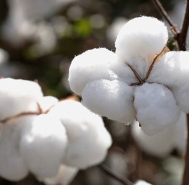 Brasil exporta volume recorde de algodão em dezembro, aponta Secex