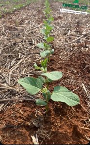 CTR da Soja aprova calendário de semeadura da oleaginosa para a Safra 2026.27