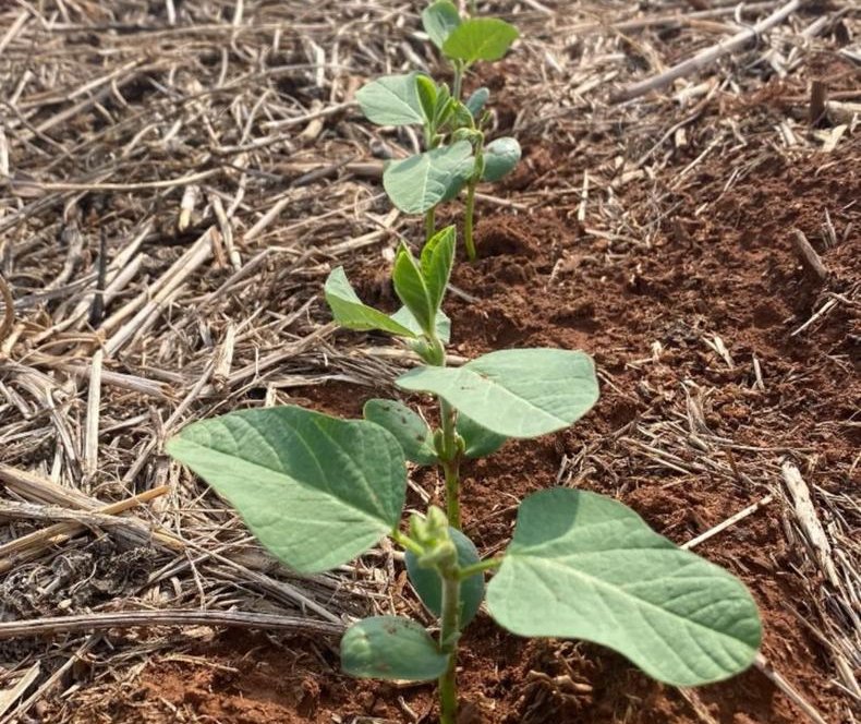 CTR da Soja aprova calendário de semeadura da oleaginosa para a Safra 2026.27