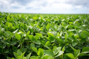 Chuvas acima da média favorecem soja do Sul do Brasil, aponta EarthDaily Agro