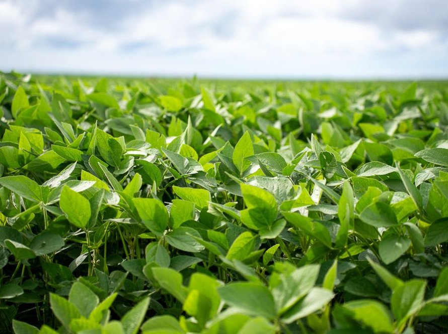 Chuvas acima da média favorecem soja do Sul do Brasil, aponta EarthDaily Agro
