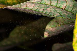 Clima e falhas de manejo explicam aumento da incidência de ferrugem-asiática da soja no Paraná