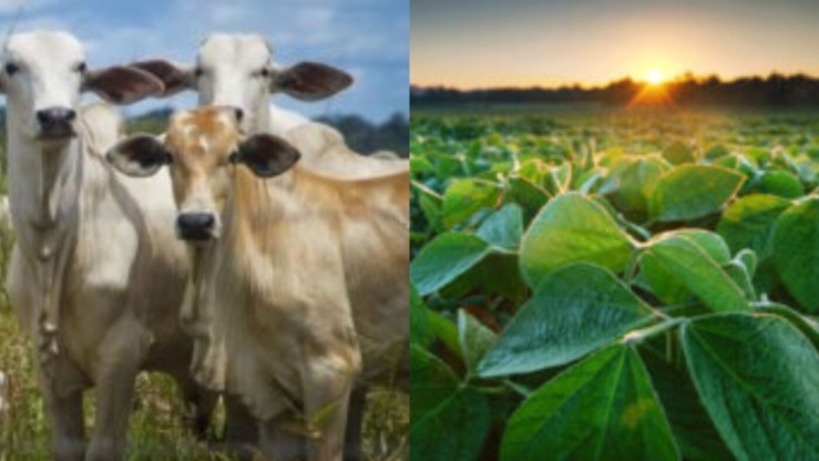 Com avanço de soja e bovinos, Goiás amplia VBP e reforça peso no agro nacional