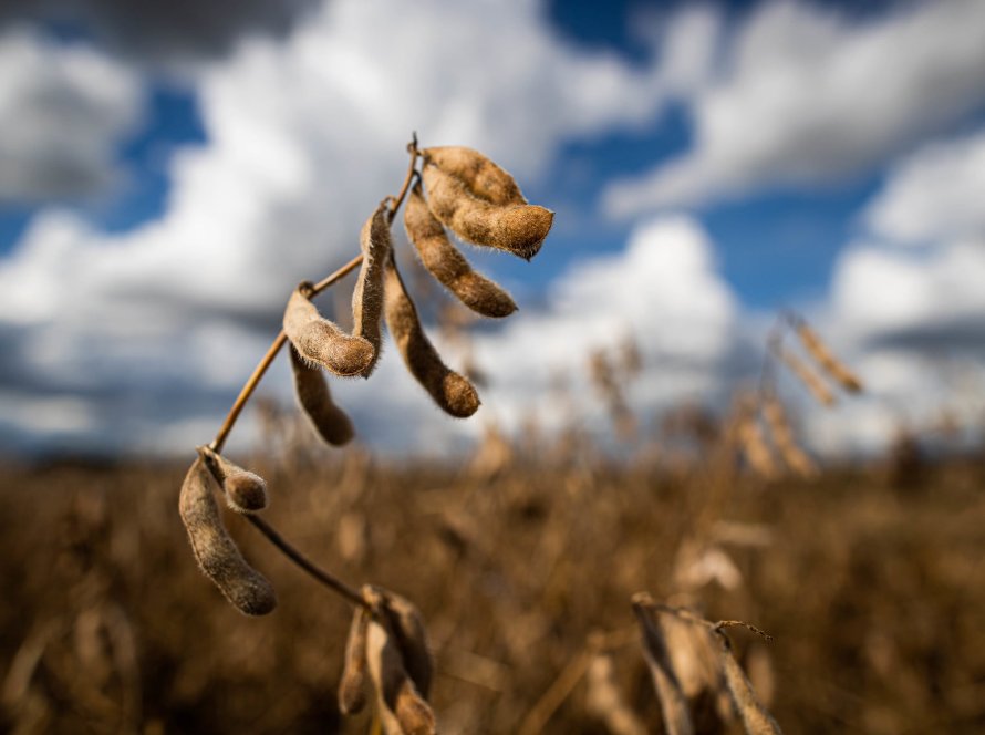 Complexo soja e grãos continuam subindo em Chicago nesta 4ª, apesar de queda do petróleo