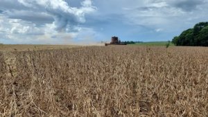 Copagril recebe primeira carga de soja da safra 2025/2026 ainda em dezembro