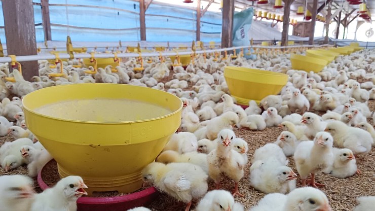 Declaração de biosseguridade avícola deve ser enviada até 31 de janeiro em Goiás