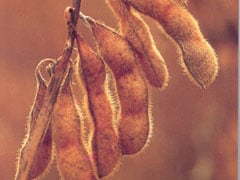 EUA perdem participação no mercado de soja da China para suprimentos da América do Sul em 2025