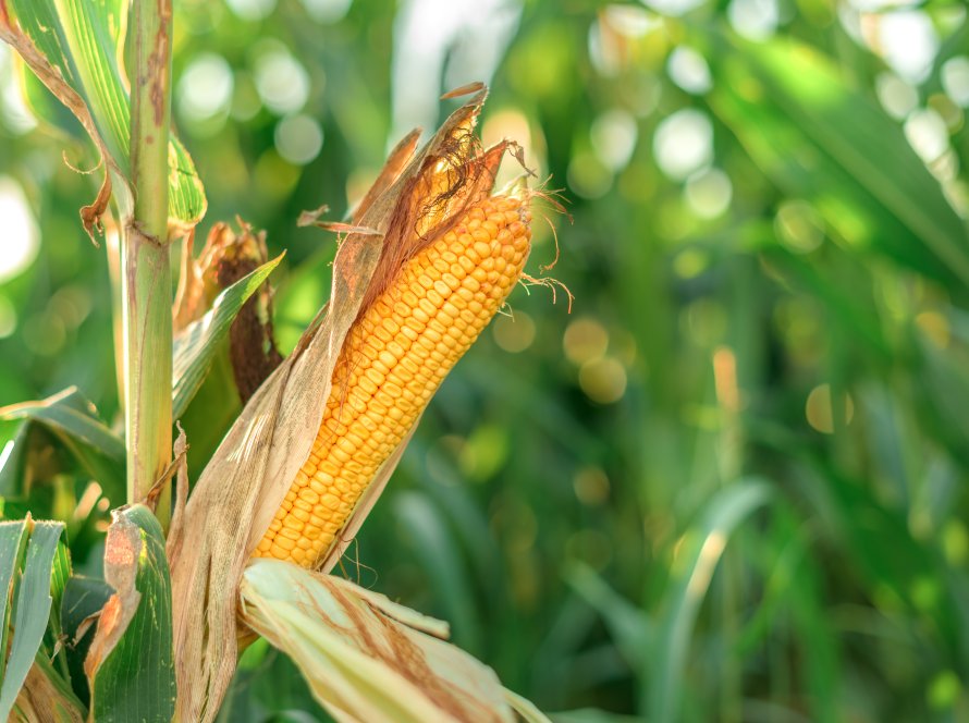 Entre queda da soja e alta do trigo, milho se apoia na demanda e fecha 5ªfeira com altas em Chicago