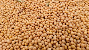 Exportação de soja do Brasil em janeiro pode igualar recorde de 2024, indica Anec