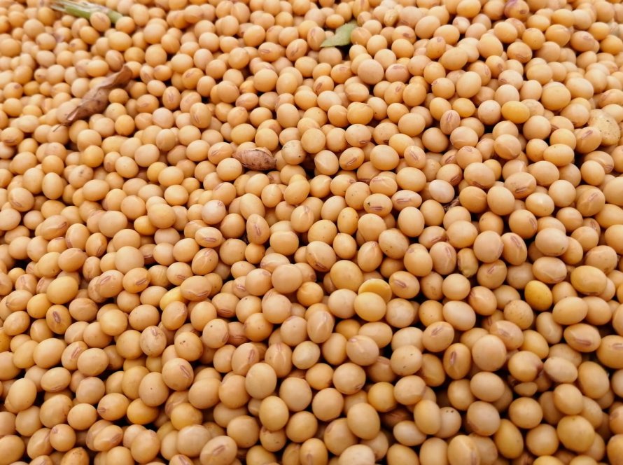 Exportação de soja do Brasil em janeiro pode igualar recorde de 2024, indica Anec