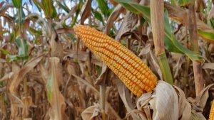 Exportações abaixo do esperado pressionam cotações do milho em Chicago nesta sexta-feira