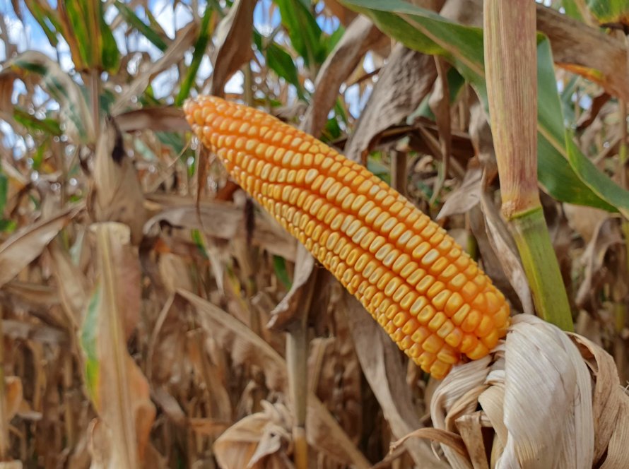 Exportações abaixo do esperado pressionam cotações do milho em Chicago nesta sexta-feira