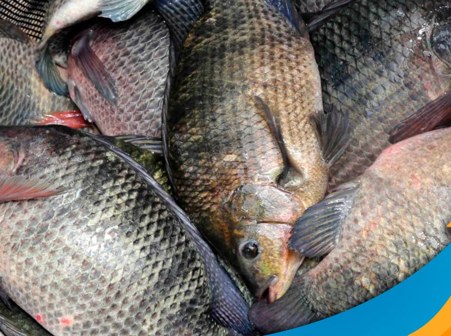 Exportações da piscicultura nacional se mantêm estáveis, mesmo com tarifaço dos Estados Unidos