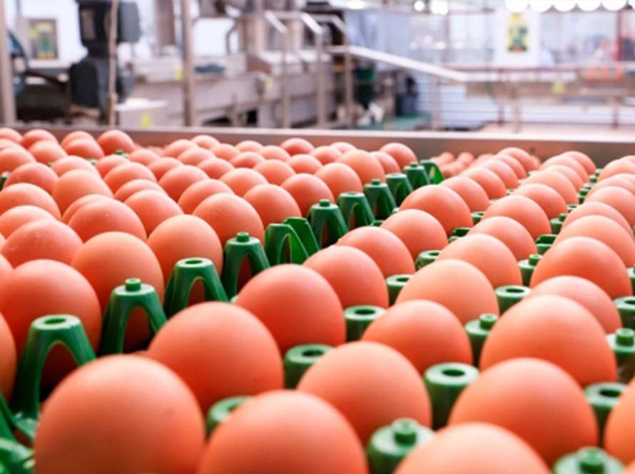 Exportações de ovos totalizam 40,9 mil toneladas e batem recorde histórico em 2025