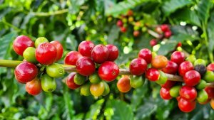 Exportações do agronegócio mineiro alcançam US$ 19,8 bilhões em 2025 e atingem novo recorde