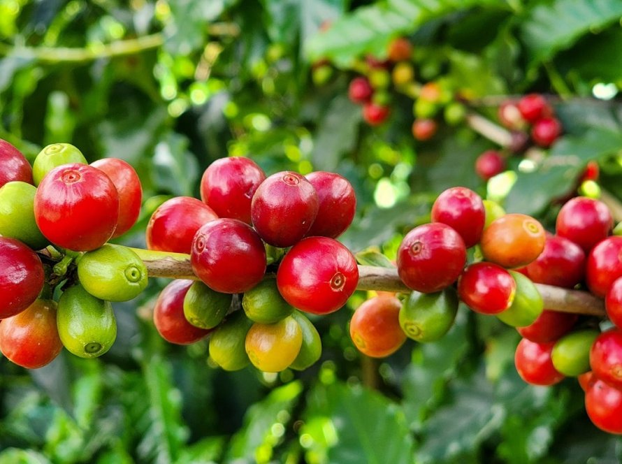 Exportações do agronegócio mineiro alcançam US$ 19,8 bilhões em 2025 e atingem novo recorde