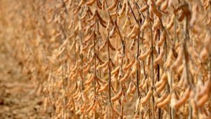 Famato recebe com "serenidade e senso de justiça" saída da tradings da Moratória da Soja