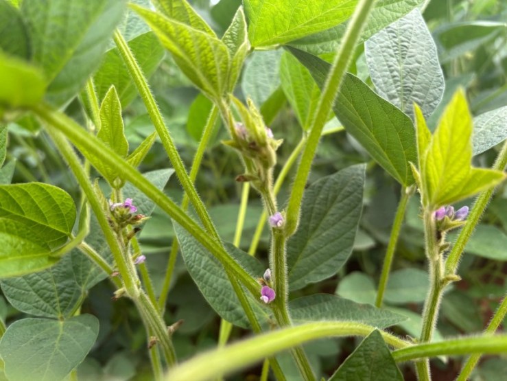Florescimento da soja define potencial produtivo da lavoura