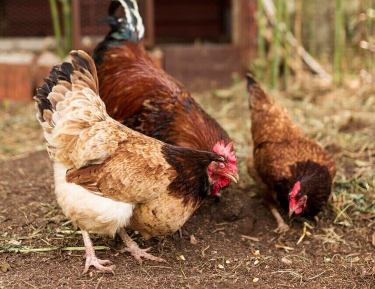 Foco de gripe aviária é identificado em aves de subsistência no Mato Grosso