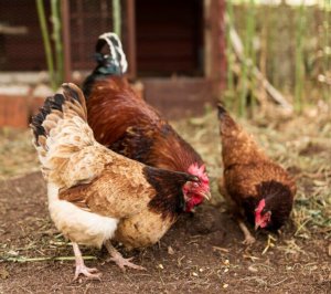 Foco de gripe aviária é identificado em aves domésticas de subsistência no Mato Grosso