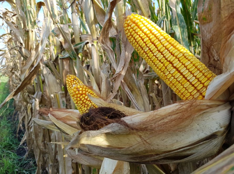 Milho abre a quarta-feira subindo em Chicago impulsionado por dólar, exportações e Trump