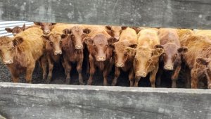 Peru autoriza exportação de farinhas e hemoderivados