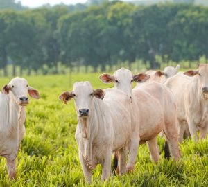 Peru habilita 36 novas unidades brasileiras para exportação de material genético animal e renova autorizações até 2028