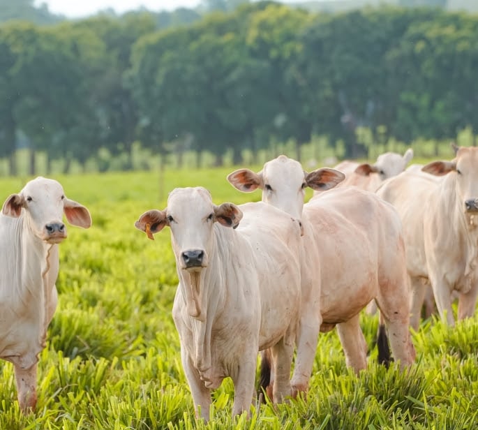 Peru habilita 36 novas unidades brasileiras para exportação de material genético animal e renova autorizações até 2028