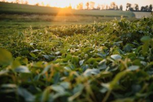 Potencial da safra de soja gaúcha "segue" elevado, mas depende de chuvas, diz Emater