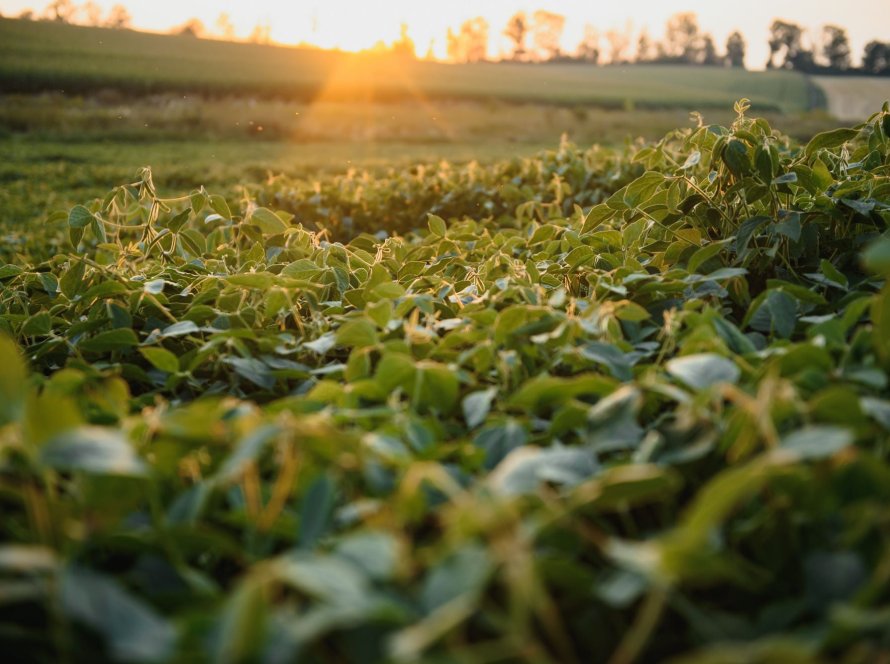 Potencial da safra de soja gaúcha "segue" elevado, mas depende de chuvas, diz Emater