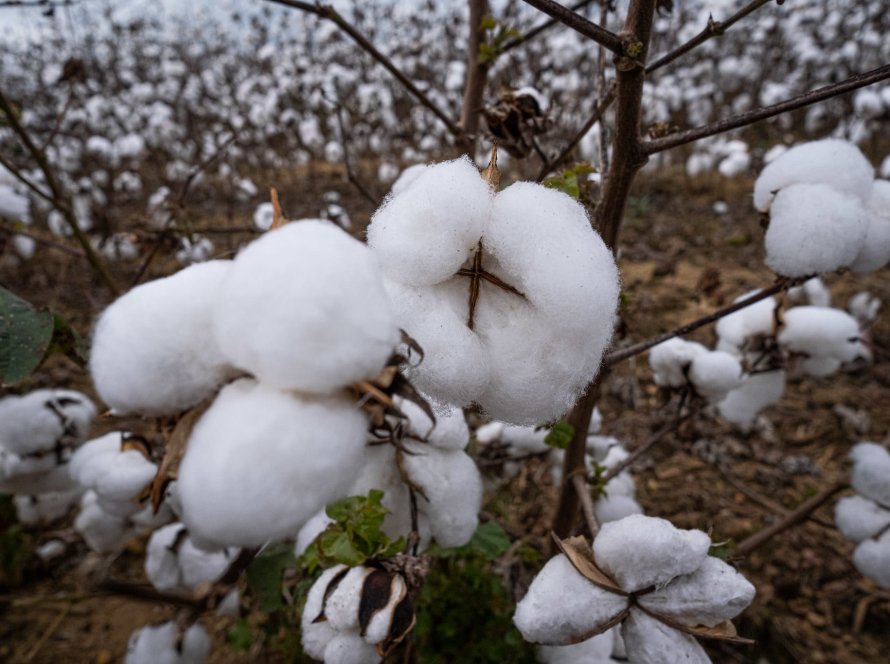 Projeção para a produção de algodão em janeiro segue estável em relação a dezembro, segundo StoneX