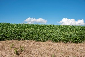 Rio Grande do Sul amplia prazo para plantio da soja até 15 de fevereiro