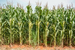 Safrinha vira aliada da pecuária com silagem e pastagem no mesmo sistema