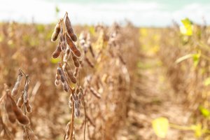 Soja Legal: Aprosoja MT fortalece o agro com diagnóstico socioambiental que valoriza boas práticas no campo