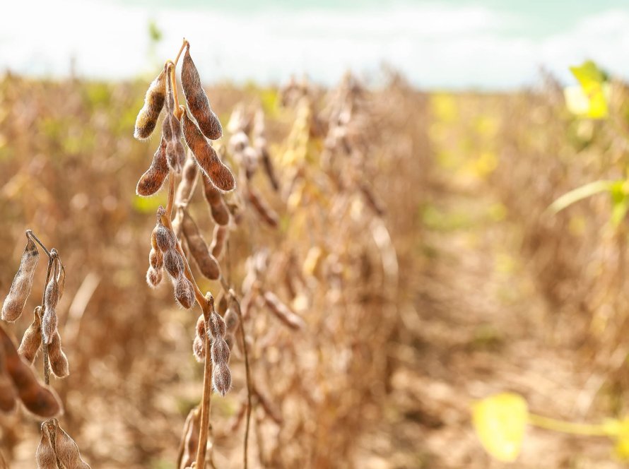 Soja Legal: Aprosoja MT fortalece o agro com diagnóstico socioambiental que valoriza boas práticas no campo