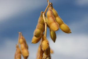 Soja: Preços sobem nesta 2ª feira (5) em primeira sessão cheia de 2026 na Bolsa de Chicago