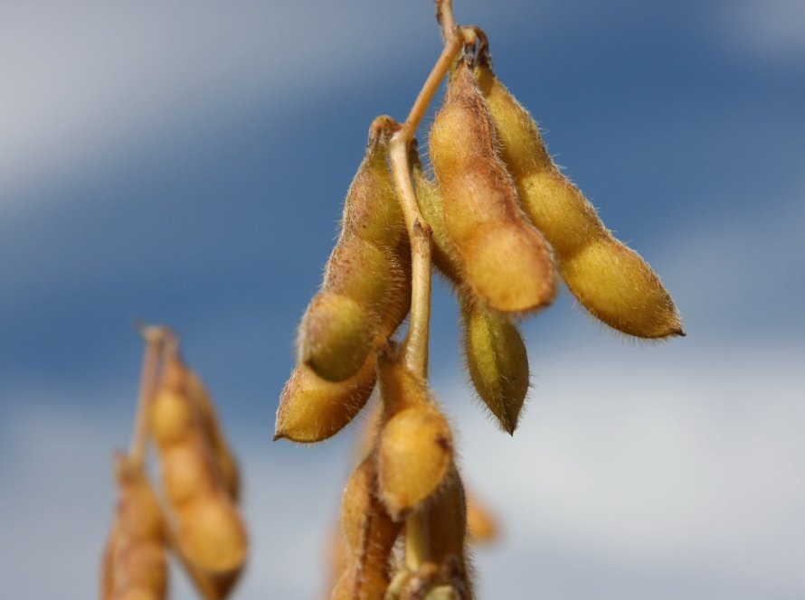 Soja: Preços sobem nesta 2ª feira (5) em primeira sessão cheia de 2026 na Bolsa de Chicago