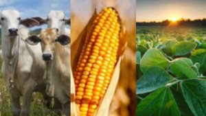 Soja, bovinos e milho impulsionam crescimento do VBP do Maranhão em 2025