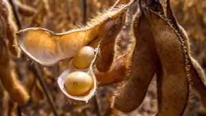 Soja intensifica ganhos em Chicago com força das exportações e alta de mais de 1% dos derivados