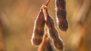 Soja tem novas e boas altas em Chicago nesta 4ª (28) com apoio do farelo e grãos