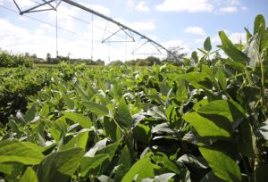 Sojicultores de Mato Grosso têm até 15 de fevereiro para cadastro obrigatório no Indea