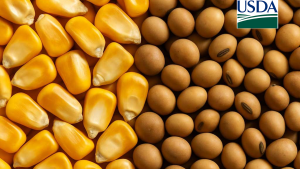 USDA: O que é preciso saber antes dos novos números? Atenção aos estoques de soja e milho