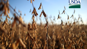 USDA: Vendas semanais de soja para exportação dos EUA passam de 2 mi de t e superam expectativas