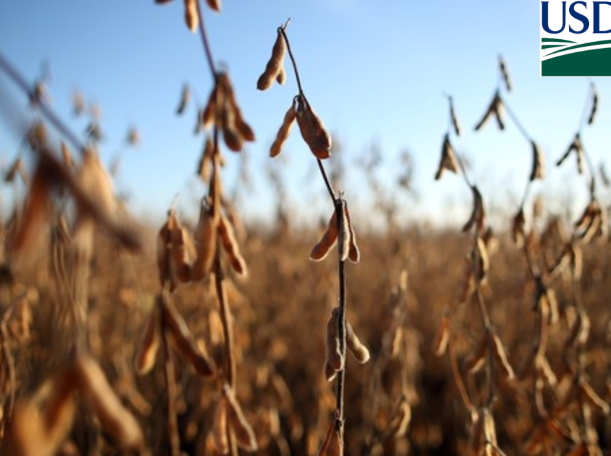 USDA: Vendas semanais de soja para exportação dos EUA passam de 2 mi de t e superam expectativas