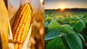 VBP do Piauí atinge R$ 11,3 bilhões impulsionado por soja e milho