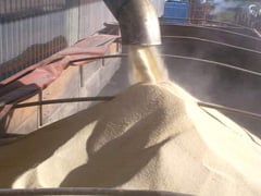 Volume diário das exportações de açúcar sobe 31,7% em relação a janeiro de 2025