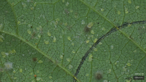 "Mosca-branca é problema para tudo o que se planta depois da soja", afirma especiaista